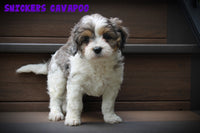 Snickers Male Cavapoo $1795