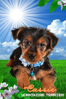 Cassie Female ACA Yorkshire Terrier $850