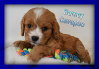 Barney male Cavapoo $1795