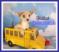 Skittles Male Chihuahua $1000