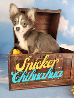 Snickers Male Chihuahua $1000
