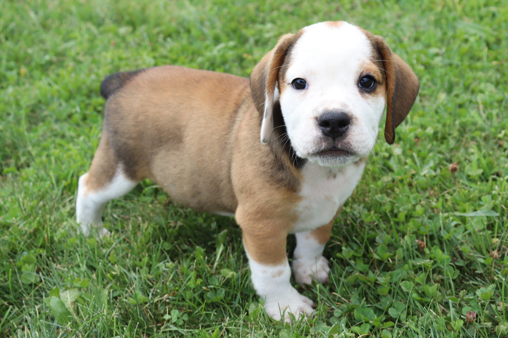 beagle english bulldog mix puppies