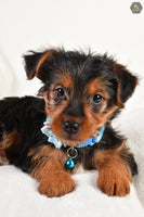 Cassie Female ACA Yorkshire Terrier $750