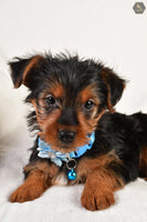 Cassie Female ACA Yorkshire Terrier $850