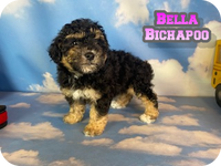 Bella Female Bichapoo $650