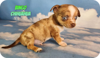 Bingo Male Chihuahua $1500