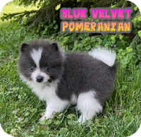 Blue Velvet Female ACA Pomeranian $1000
