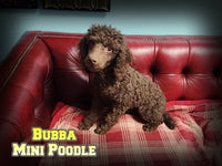 Bubba Male Mini Poodle $500
