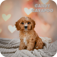 Candy Female Cavapoo $625