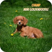 Champ Male Mini Goldendoodle $500
