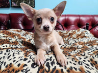  Chihuahua