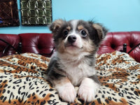 Snickers Male Chihuahua $1200