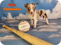 Chip Male Chihuahua $1500