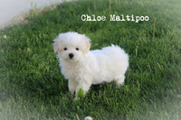 Chloe Female Maltipoo $750