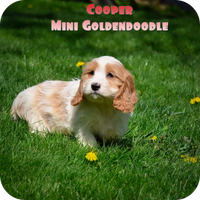 Cooper Male Mini Goldendoodle $650