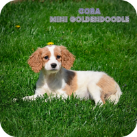 Cora Female Mini Goldendoodle $500