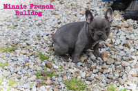 Minnie Female AKC French Bulldog $1800