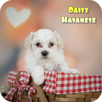 Daisy Female Havanese $650