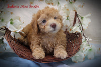 Dakota Female ACA Mini Poodle $950
