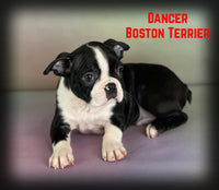 Dancer Male AKC Boston Terrier $600