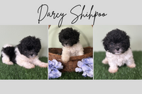 Darcy Female Shihpoo $850