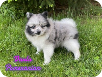 Darla Female ACA Pomeranian $2500