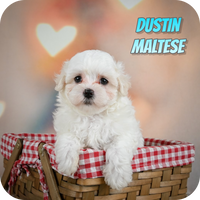 Dustin Male Maltese $750
