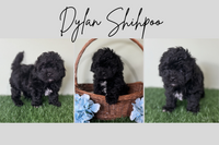 Dylan Male Shihpoo $650