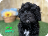 Dylan Male Shihpoo $650