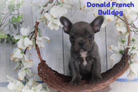Donald Male AKC French Bulldog $1800