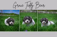 Grace Female Teddy Bear $550