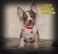 Jax Male AKC French Bulldog $3500