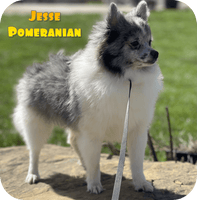 Jesse Male ACA Pomeranian $750