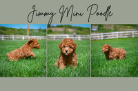 Jimmy Male Mini Poodle $800