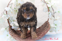 Lacey Female ACA Mini Poodle $795