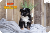 Laser Male Mini Australian Shepherd $450
