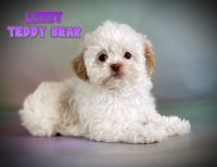 Lizzy Female Teddy Bear $750
