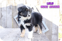 Lulu Female Mini Australian Shepherd $850