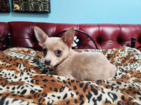  Chihuahua
