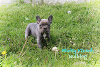 Micky Male AKC French Bulldog $1800
