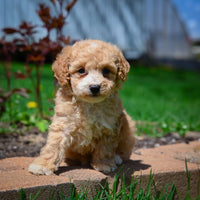 Daisy Female ICA Mini Poodle $950