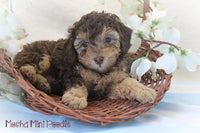 Mocha Female ACA Mini Poodle $795