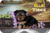 Ollie Male Yorkshire Terrier $950