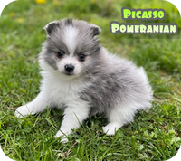 Picasso Male ACA Pomeranian $2000