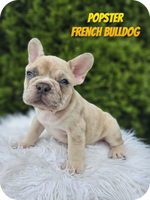 Popster Male AKC French Bulldog $2200