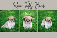 Rain Female Teddy Bear $675