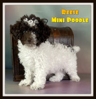 Reese Male Mini Poodle $850