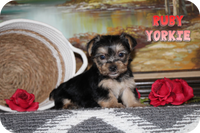 Ruby Female Yorkshire Terrier $950