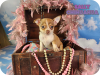 Sally Female Chihuahua $1500