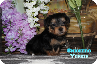 Snickers Male Yorkshire Terrier $950